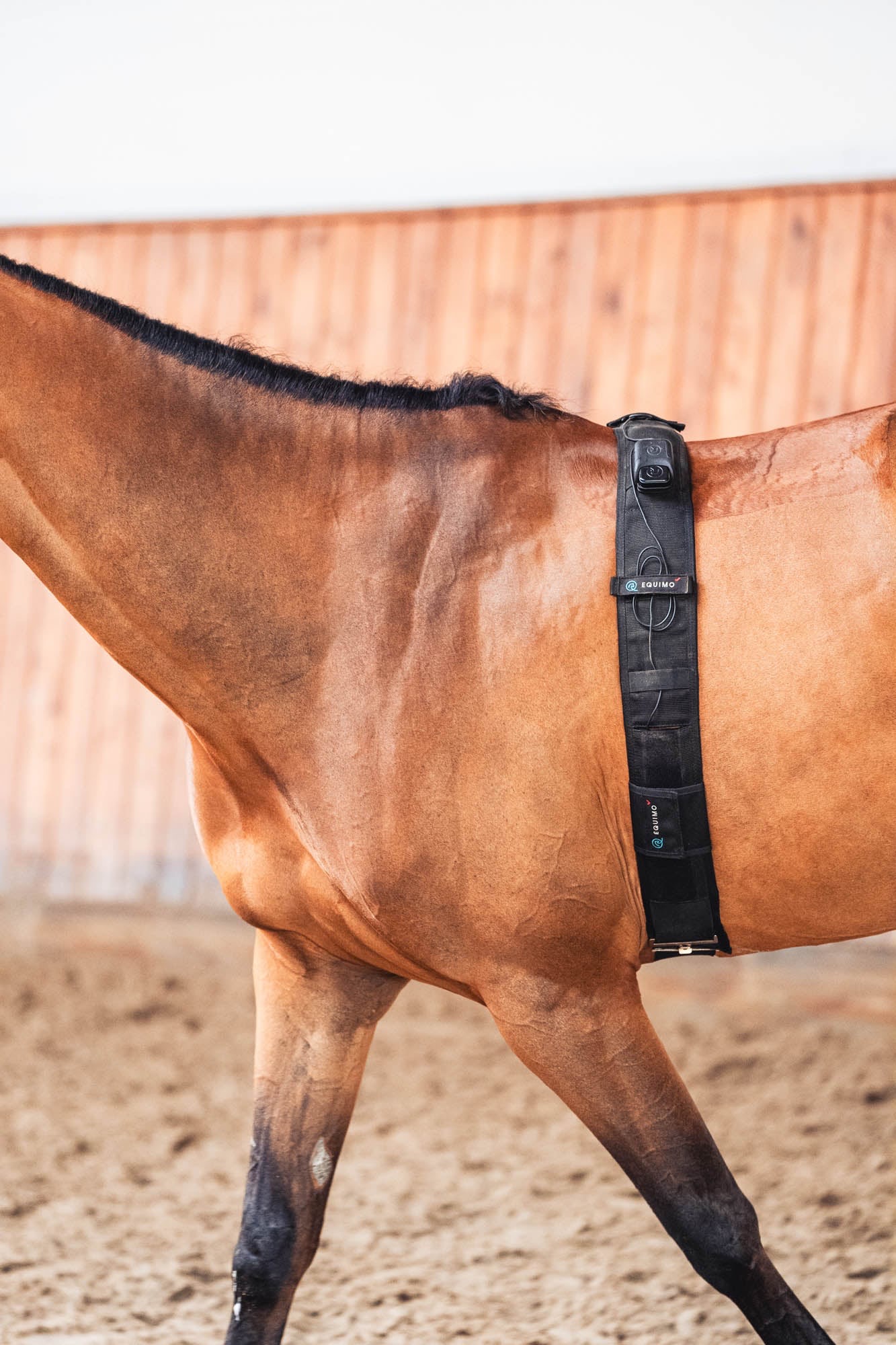 Equimo Smart Girth - Image 2